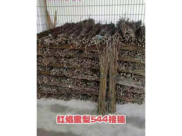 梨品种接穗和种条